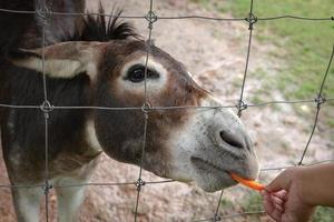 un cheval mangeant la carotte alimentaire reçue par les mains d'un touriste asiatique. mise au point sélective. photo