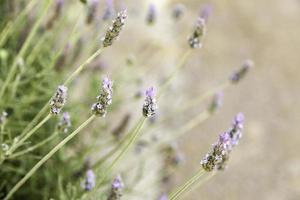 fleurs de lavande sur le terrain photo