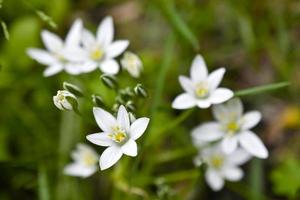 ornithogalum est un genre de plantes herbacées bulbeuses vivaces de la sous-famille des jacinthes hyacinthaceae de la famille des asperges asparagacées photo