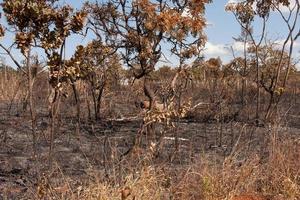 terrain près de la réserve indienne de tuxa à brasilia, brésil qui a été incendié par un incendiaire photo