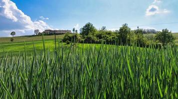 paysages des langhe piémontaises de barolo et monforte d'alba, au printemps 2022 photo