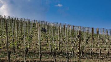 paysages des langhe piémontaises de barolo et monforte d'alba, au printemps 2022 photo