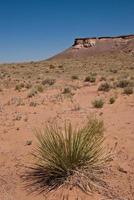 yucca dans le désert photo