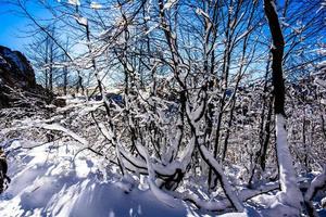 2022 01 06 campogrosso neige et arbres 2 photo