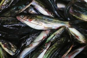 frais de poissons-chats nus pêchés ou bagridés sur le marché. photo