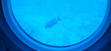 vue d'un poisson hors du hublot sous-marin photo