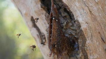 plusieurs petites abeilles nichent dans les arbres. photo
