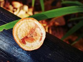 un champignon étrange qui pousse sur une bûche naturelle. photo