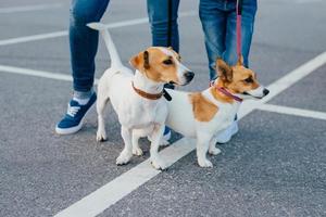 photo extérieure de deux chiens de race en laisse qui se promènent, des personnes non reconnaissables se tiennent à proximité, posent sur la route, se promènent ensemble dans la rue. concept de personnes et de loisirs