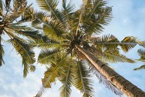 cocotiers ou palmiers sous le ciel bleu. vacances d'été et concept de voyage. photos gratuites
