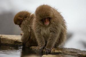 singes des neiges au japon photo