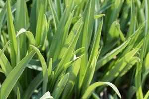 gros plan de l'herbe verte photo