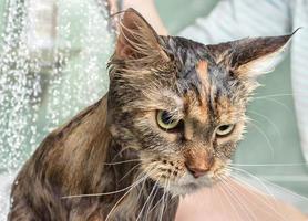 chat mouillé dans le bain photo