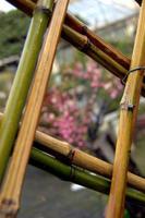 clôture en bambou à suzhou, chine