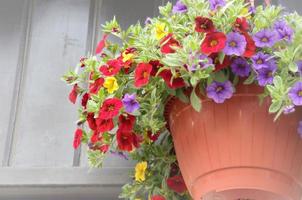 fleurs colorées dans un pot pour décorer les rues, les maisons, les cafés photo