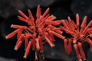 fleurs d'aloe vera rouges par beau temps photo