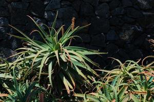 plante d'aloe vera au soleil photo