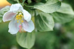 belles fleurs de pommier blanc au printemps. fond avec pommier en fleurs. jardin ou parc floral printanier naturel inspirant. conception d'art floral. mise au point sélective. photo