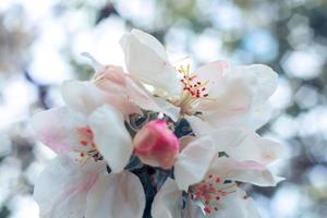 belles fleurs de pommier blanc au printemps. fond avec pommier en fleurs. jardin ou parc floral printanier naturel inspirant. conception d'art floral. mise au point sélective. photo