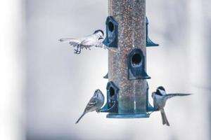 oiseaux se nourrissant et jouant à la mangeoire photo