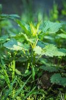 Urtica dioica (ortie) herbe médicale au printemps frais medow photo