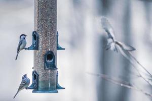 oiseaux se nourrissant et jouant à la mangeoire photo