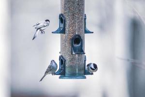 oiseaux se nourrissant et jouant à la mangeoire photo