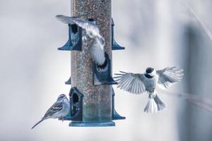 oiseaux se nourrissant et jouant à la mangeoire photo