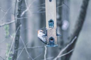 groupe d'oiseaux traînant à la mangeoire à oiseaux photo