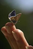 papillon à portée de main