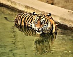 un gros plan d'un tigre du bengale photo