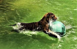 un gros plan d'un tigre du bengale photo