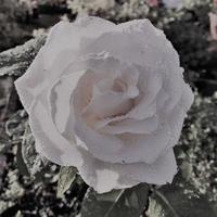 un gros plan d'une rose photo