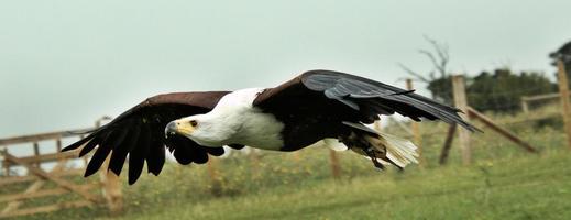 une vue d'un aigle de mer africain en vol photo