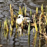 une vue d'un canard smew photo