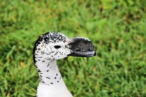 une vue d'un canard peigne sud-africain photo