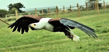 une vue d'un aigle de mer africain en vol photo