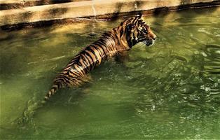 un gros plan d'un tigre du bengale photo