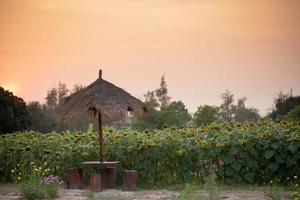 jardin de tournesols dans la belle lumière du soir photo