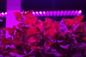 semis de jeunes plantes éclairées par une lampe phyto lumineuse led. jeunes arbres cultivés à la maison sous une lumière rose artificielle pour le jardin photo