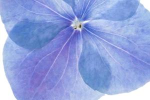 photo macro rétroéclairée de fleur d'hortensia bleu et violet