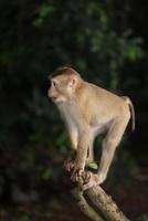 des singes sauvages se prélassent et mangent par terre. dans le parc national de khao yai, thaïlande photo