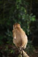 des singes sauvages se prélassent et mangent par terre. dans le parc national de khao yai, thaïlande photo