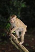 des singes sauvages se prélassent et mangent par terre. dans le parc national de khao yai, thaïlande photo