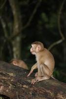 des singes sauvages se prélassent et mangent par terre. dans le parc national de khao yai, thaïlande photo