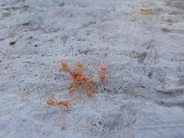 animal fourmi rangrang photo