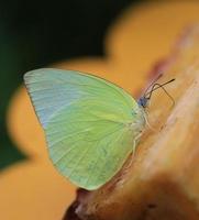 papillon émigrant citron （catopsilia pomona） suce du jus d'ananas