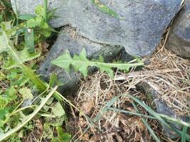 les fourmis et leurs larves et l'herbe et les rochers photo