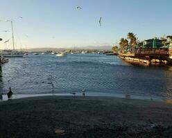 grues, pélicans, poissons et bateaux à la guancha à ponce, porto rico photo