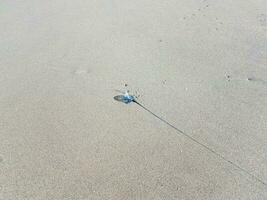 méduse bleue sur le sable mouillé à la plage photo